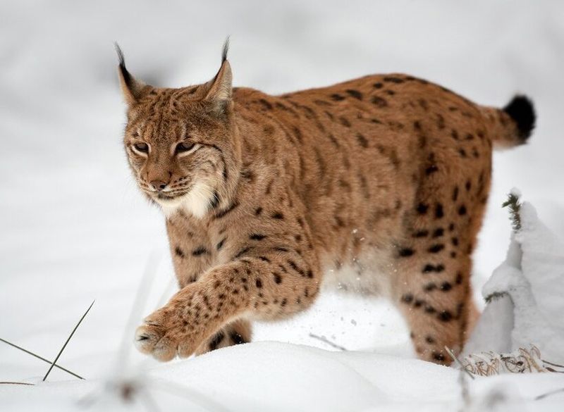 Lynx