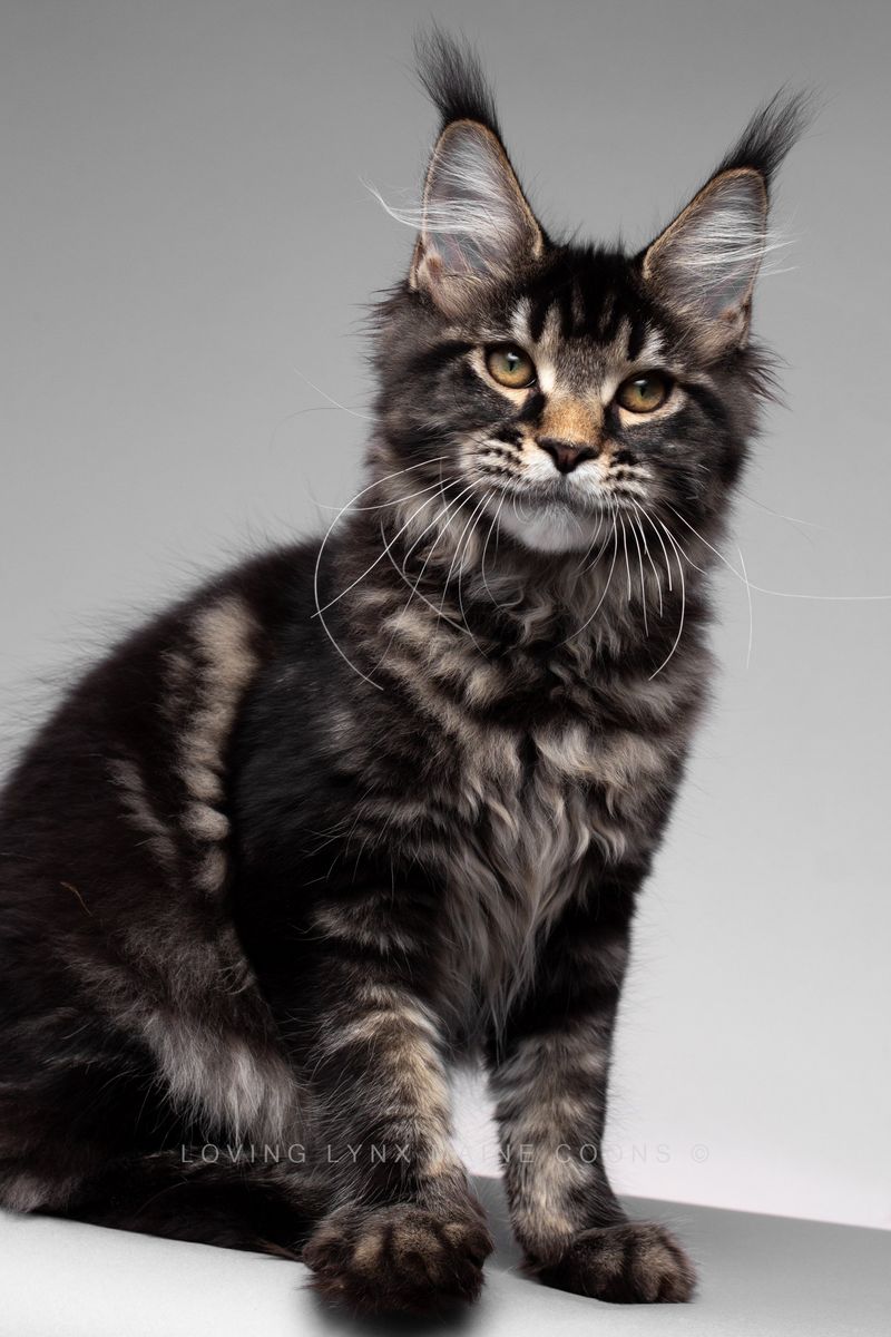 Lynx-like Tufts