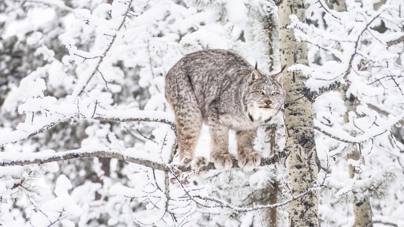 Lynx