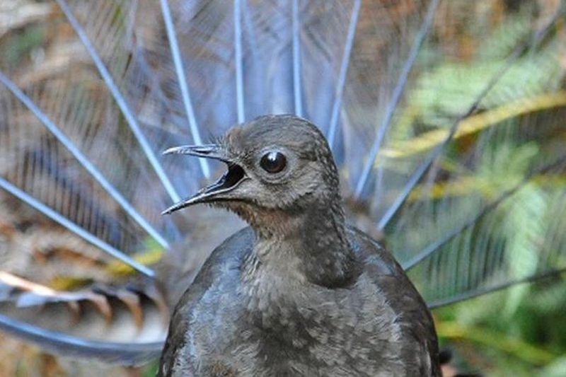 Lyrebird