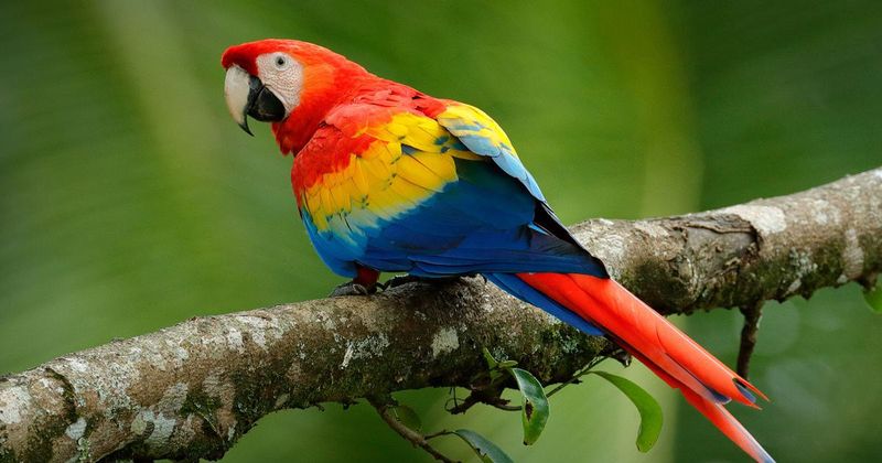 Macaw