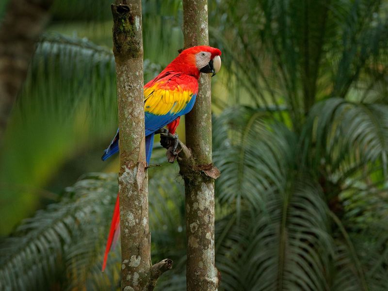 Macaw