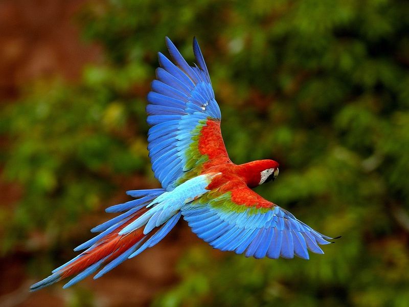 Macaw Parrot