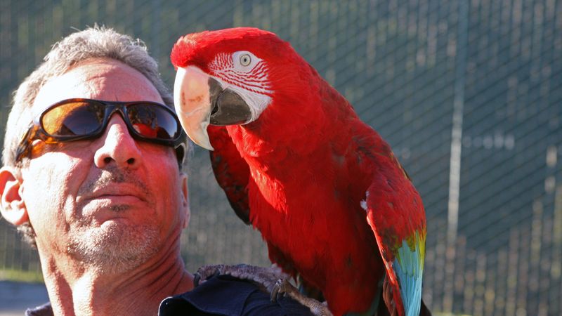 Macaw