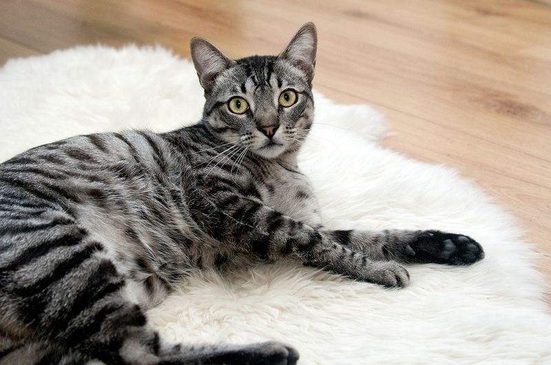 Mackerel Tabby