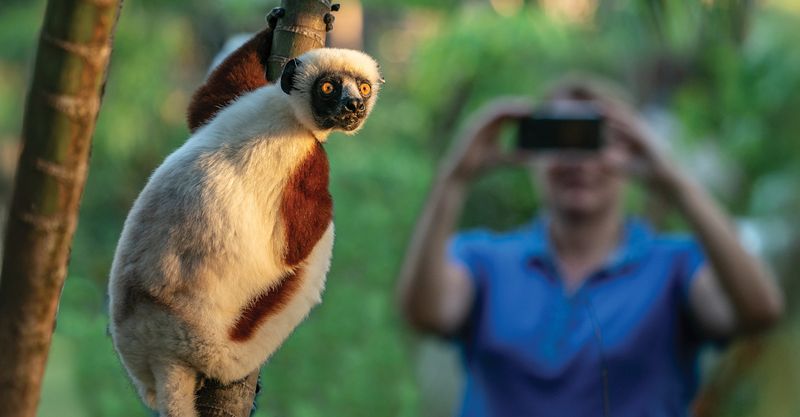 Madagascar Lemur Safari