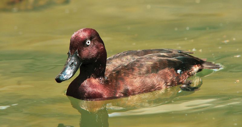 Madagascar Pochard