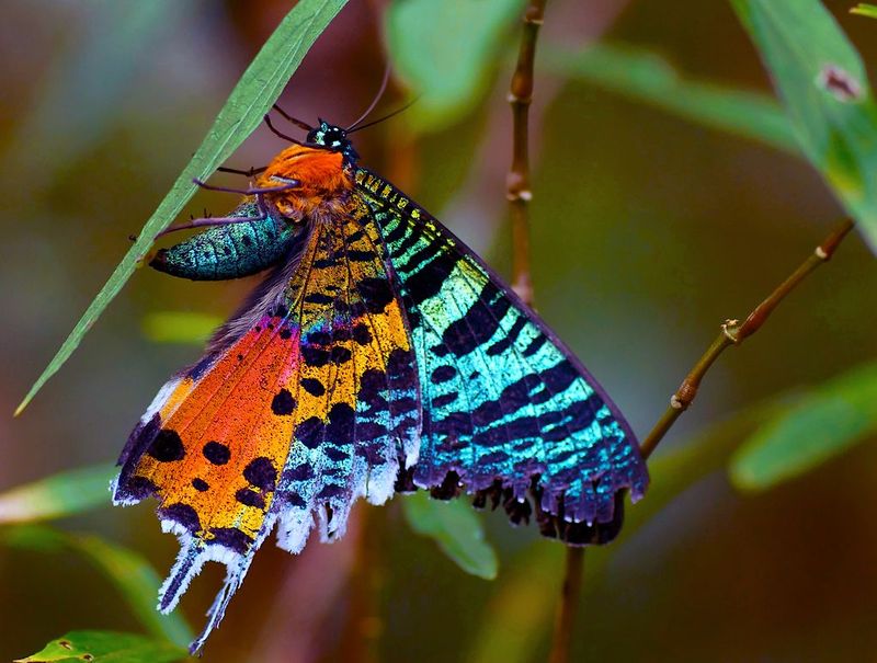Madagascar Sunset Moth