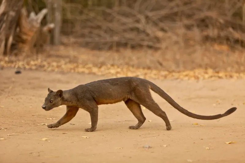 Madagascar