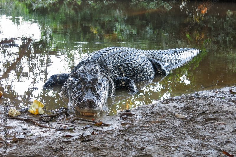 Madidi National Park, Bolivia