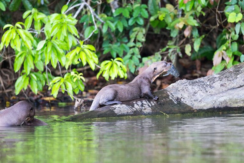 Madidi National Park, Bolivia