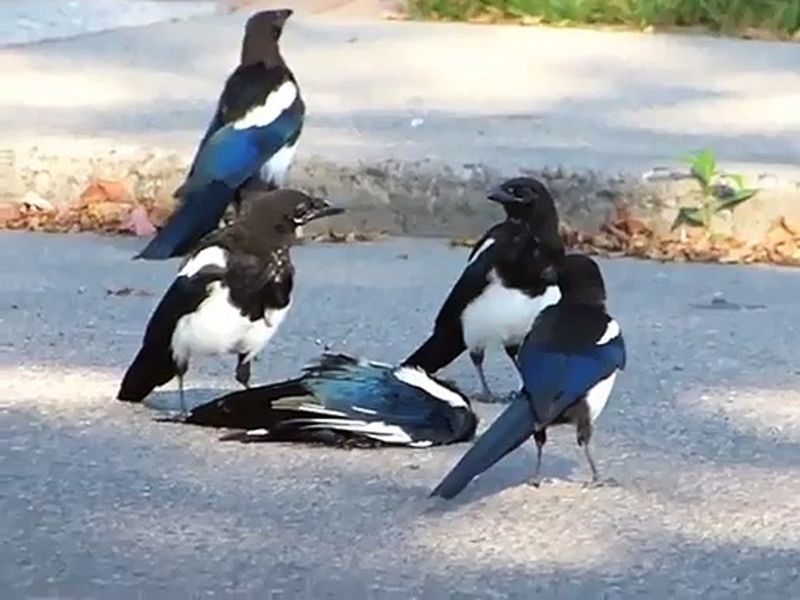Magpies
