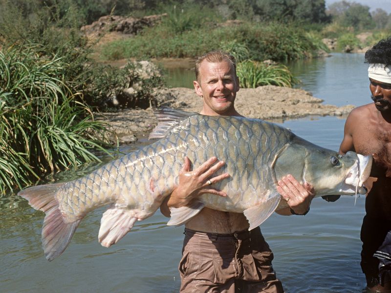 Mahseer
