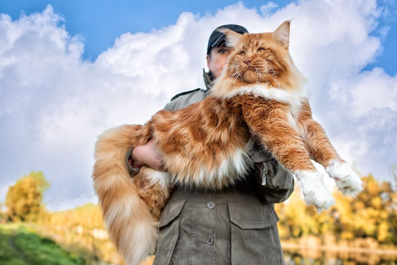 Maine Coon