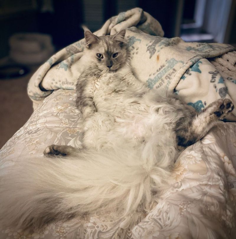 Maine Coon
