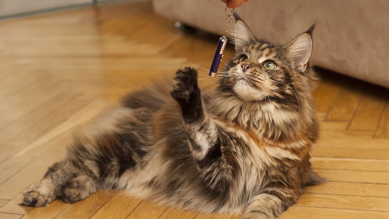 Maine Coon