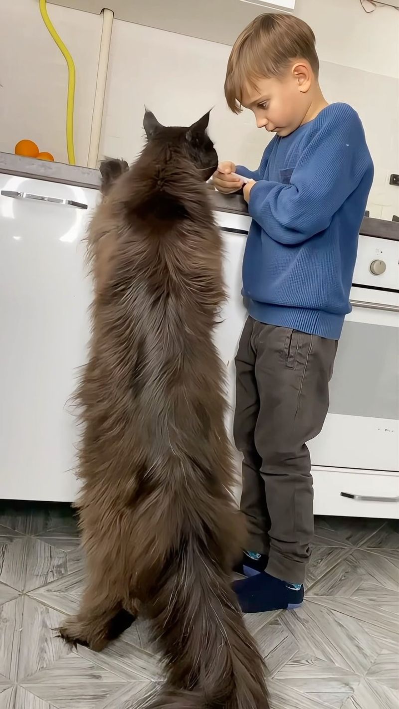 Maine Coon
