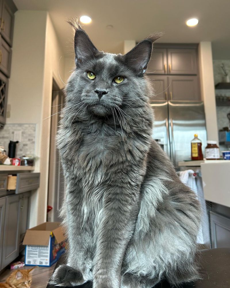 Maine Coon