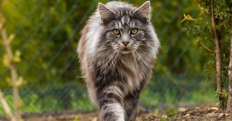 Maine Coon