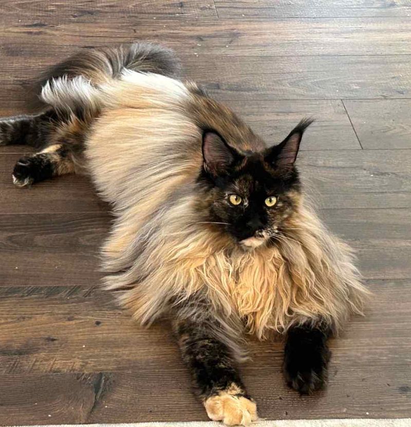 Maine Coon