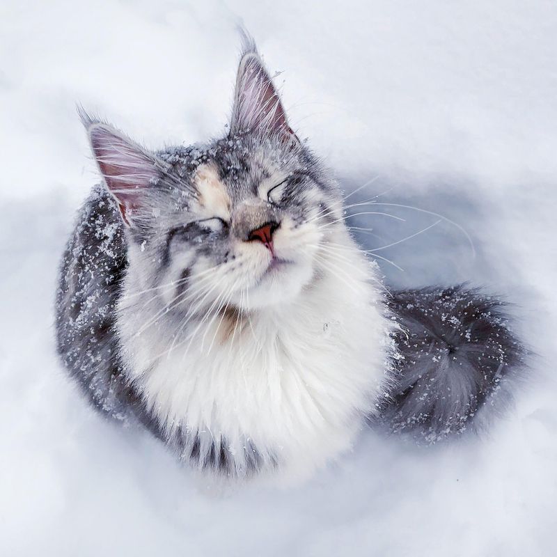 Maine Coon
