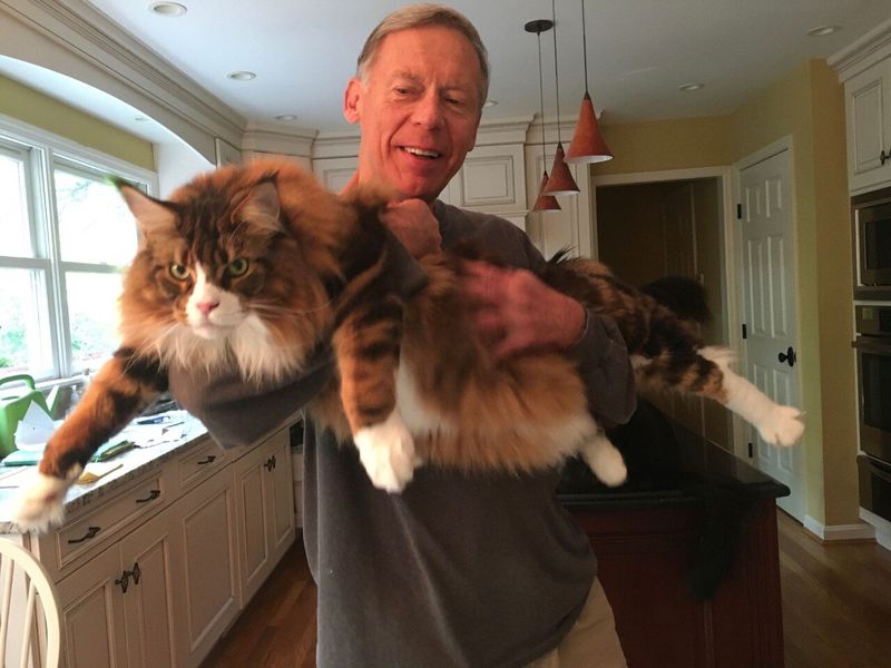 Maine Coon