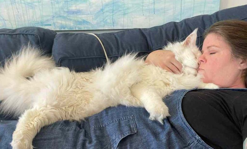 Maine Coon