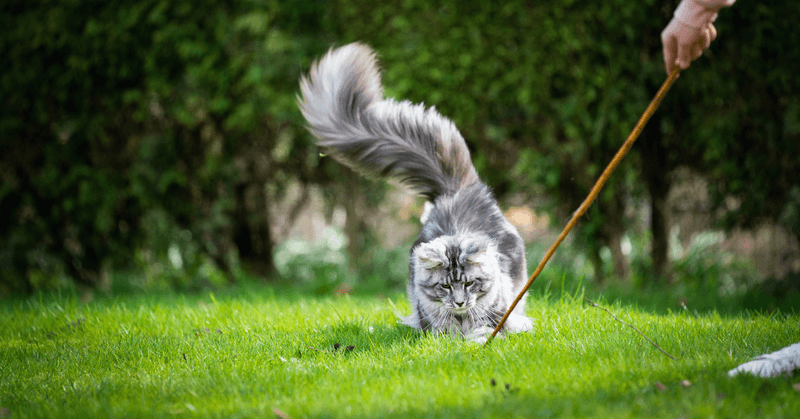 Maine Coon