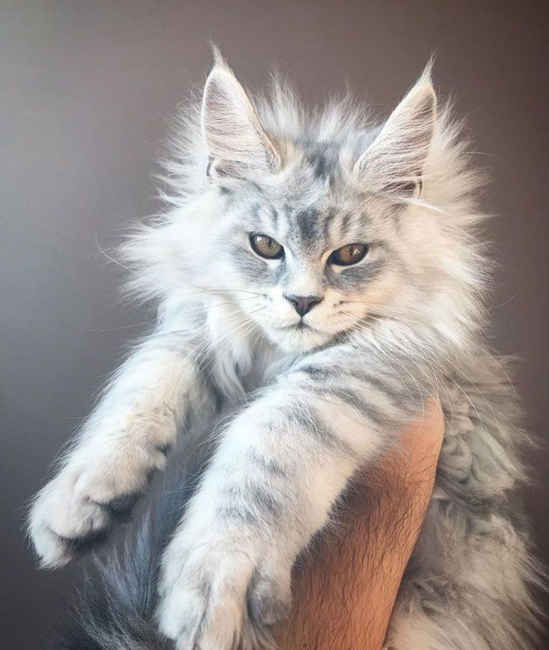 Maine Coon
