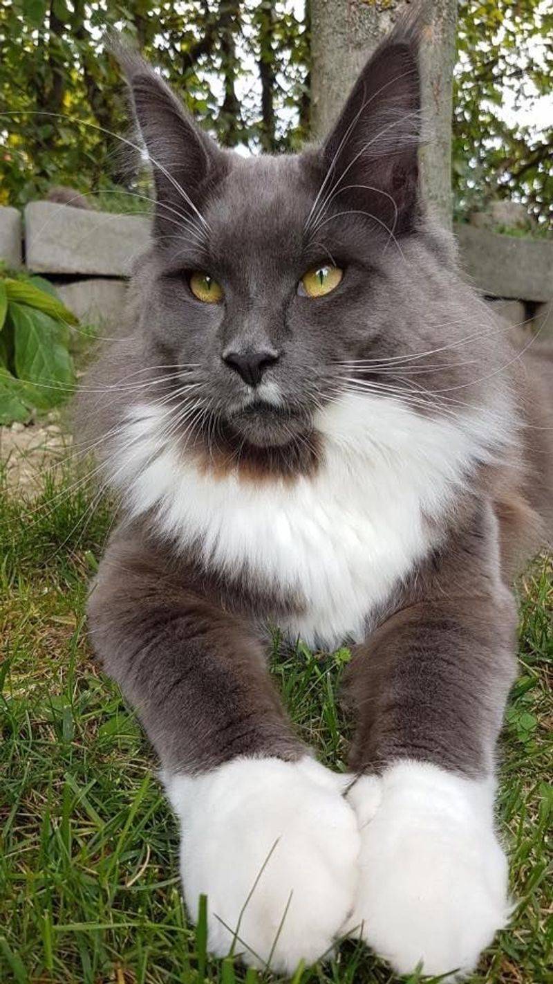 Maine Coon