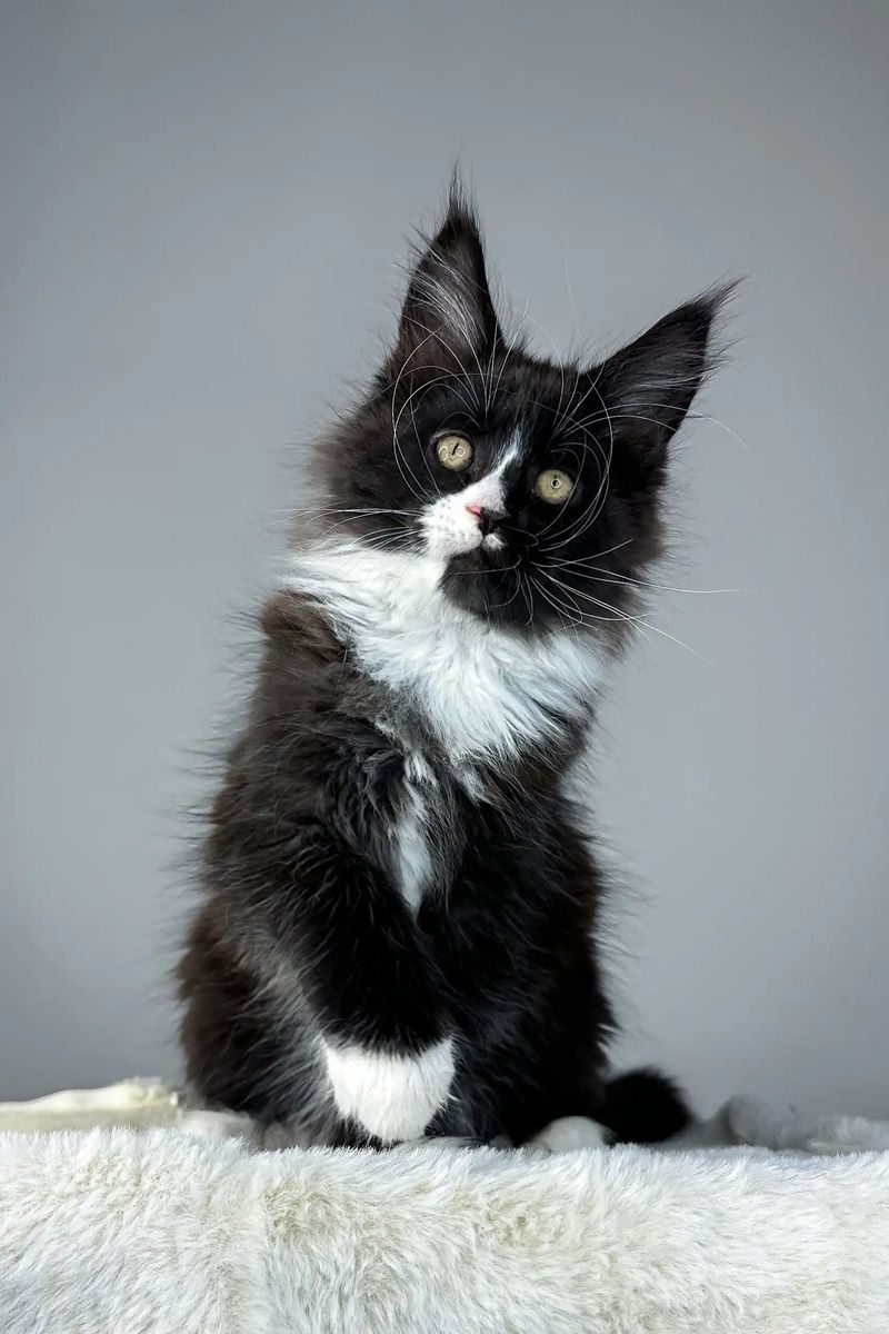 Maine Coon