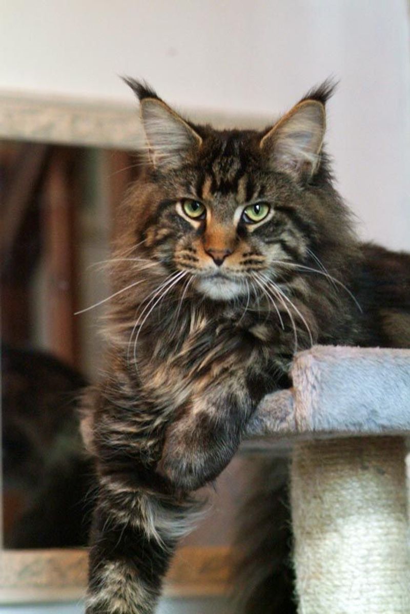 Maine Coon