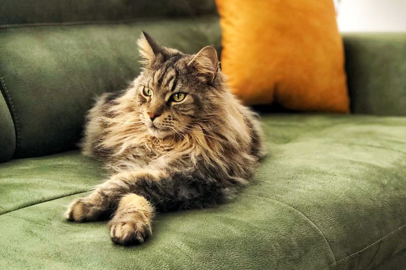 Maine Coon