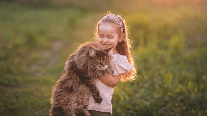 Maine Coon