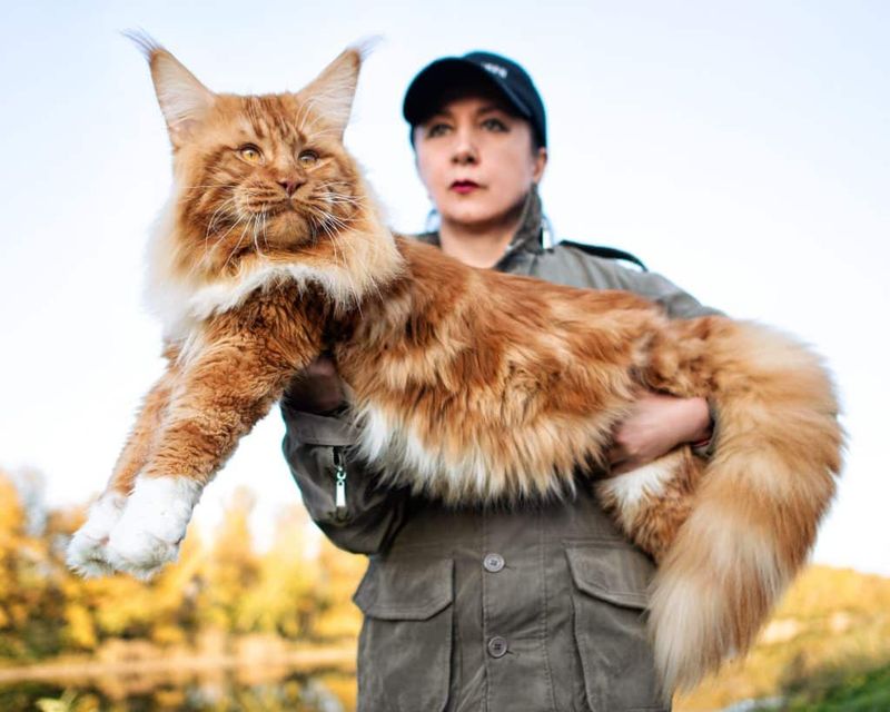 Maine Coon