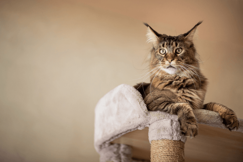 Maine Coon