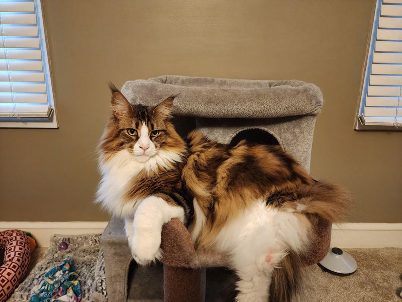 Maine Coon