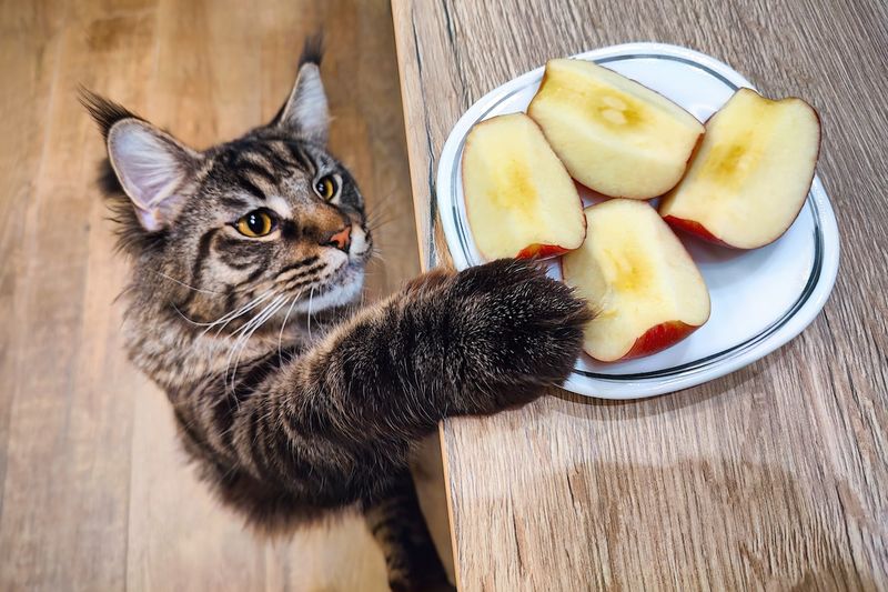 Maine Coon