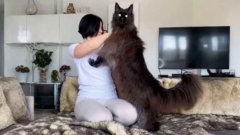 Maine Coon Cat