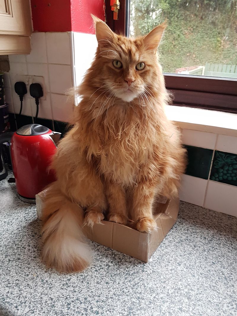 Maine Coon Magnifico