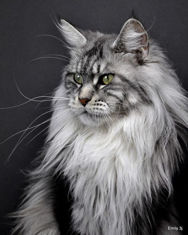 Maine Coon - Oliver