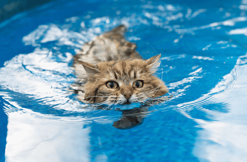 Maine Coon