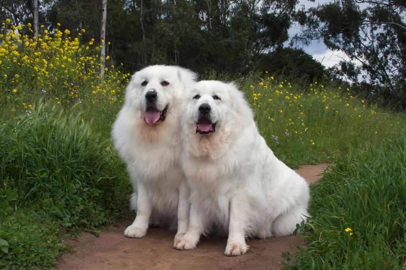 Majestic Appearance