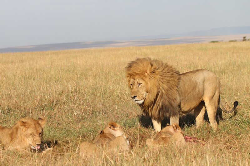 Majestic Lion