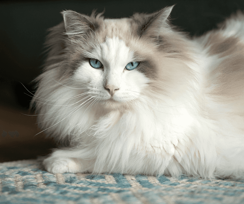 Majestic Marley