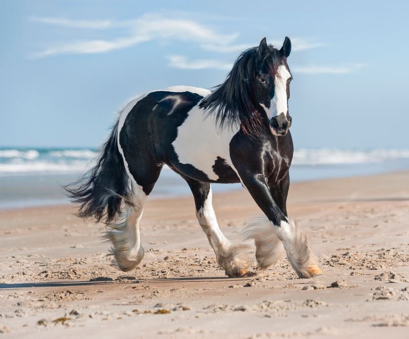Majestic Presence