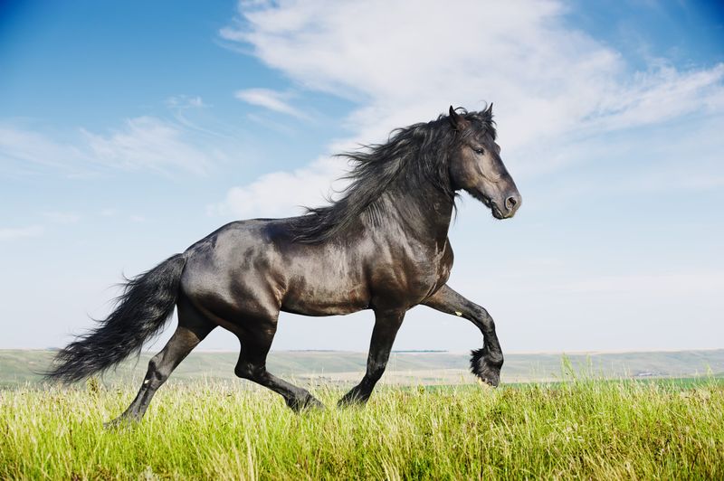 Majestic Size and Strength