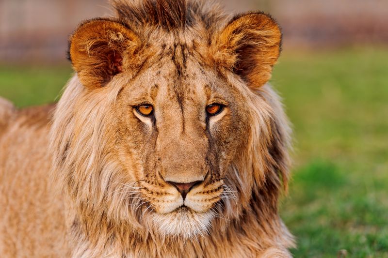 Majestic Stare
