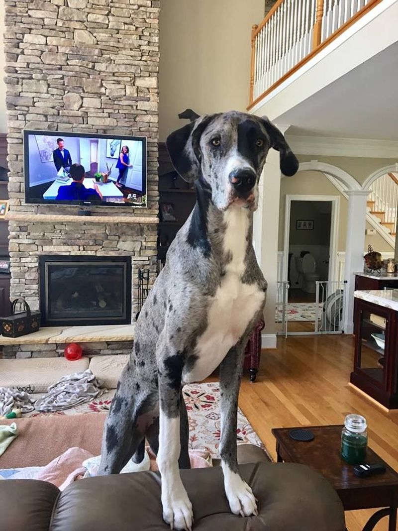 Majestic yet Mellow