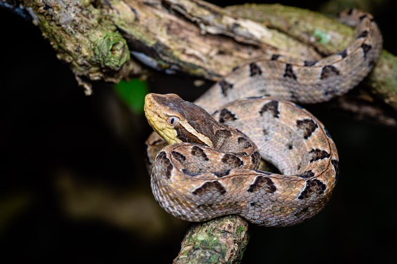 Malayan Pit Viper
